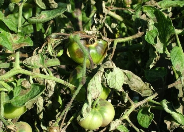 Hilang lebat pada tomato
