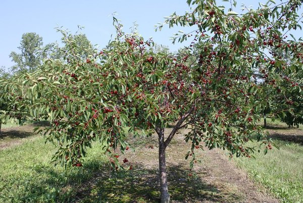 Pokok buah