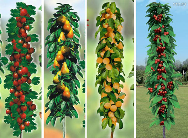 Ovocné stromy v tvare čreva