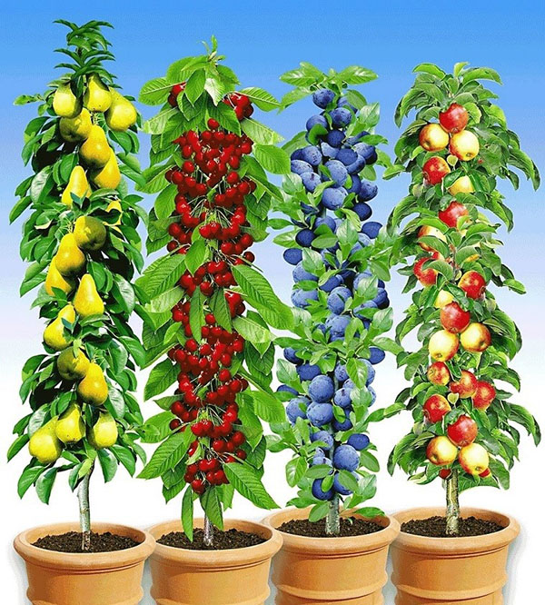 Coloane în formă de pomi fructiferi