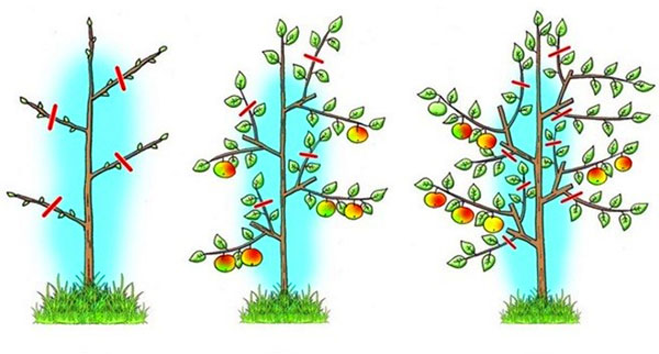 schéma prerezávania ovocných stromov