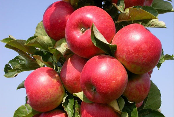 soiuri rotunde de măr mărar Vazhak