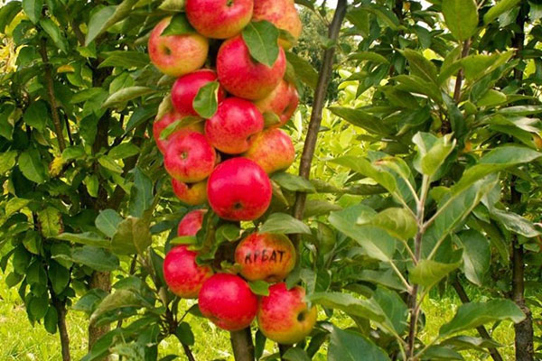 Arbat çeşidinin kolon şeklindeki elma ağacı