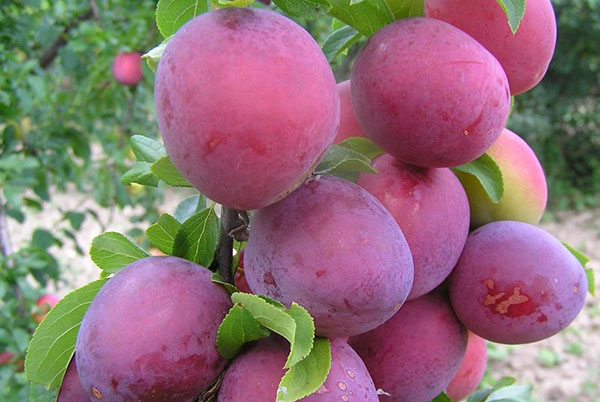 varietate de prune de pasăre Sinya