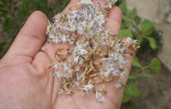 sementes de gaylardia para reprodução