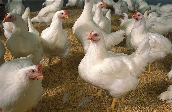 Os frangos de corte são cultivados no máximo três meses