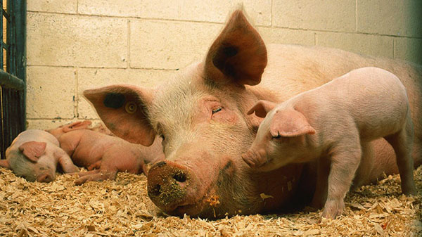 Rata consumului de furaje mixte depinde de vârsta porcului
