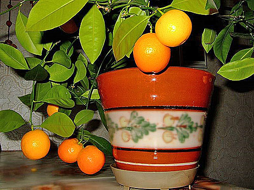 水果室内橘子