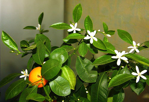 Blooming Room Mandarin