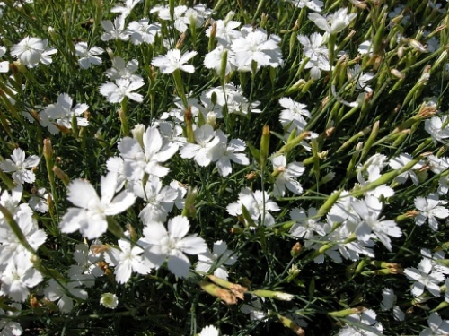 carnation alb