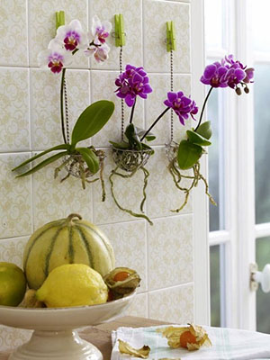 Creșteți orhideele fără pământ