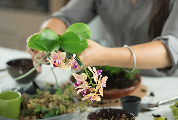 Orhideea este transplantată în substratul achiziționat în magazin
