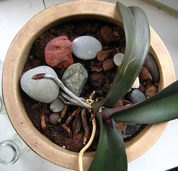 Compoziția solului pentru orhidee include lut expandat și bucăți de cărbune