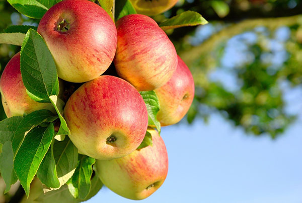 een voorraadhuis van vitaminen - een appel