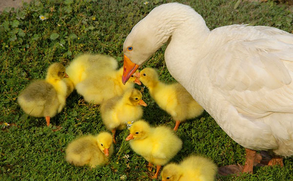 Angsa dengan goslings