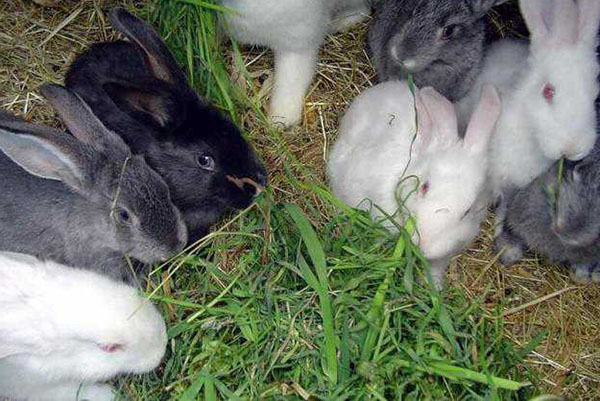兔子只喂养束缚的草