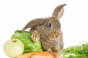 Кролики любят морковь, яблоки