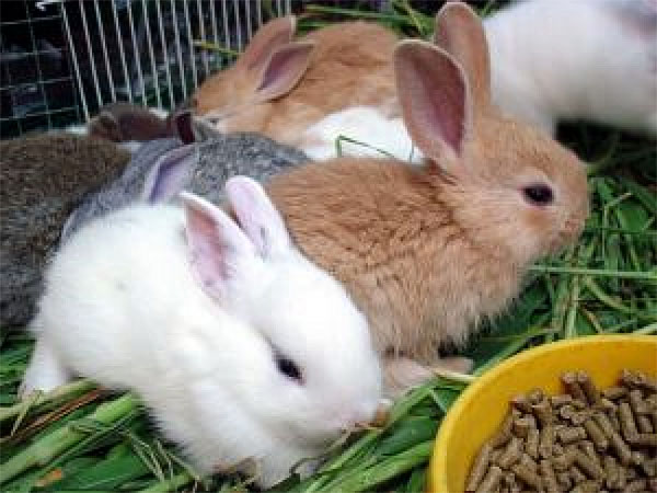 Крольчатам скармливают гранулированный корм