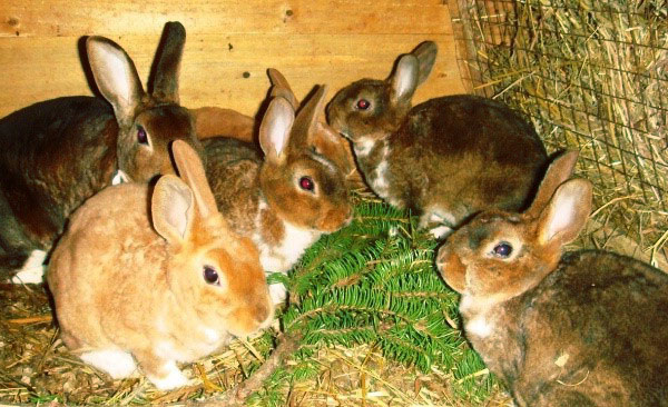 对于喂养兔子，建议选择针叶树枝