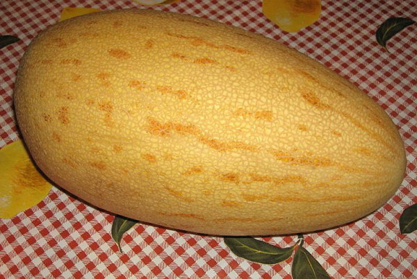 Sary-Gulabi's melon