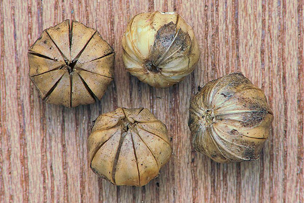 semenski kapsul s semeni Begonia