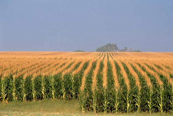 ladang jagung