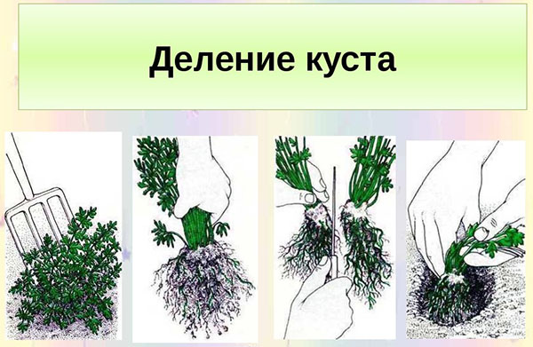 reproductie van alissum door bushdivisie