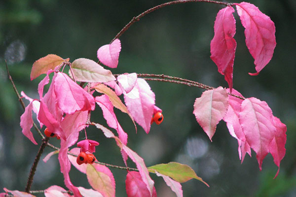Цвет листьев бересклета бородавчатого осенью