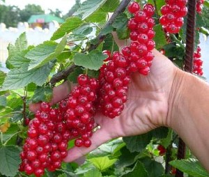 Druiven van rode aalbes geteeld in het land