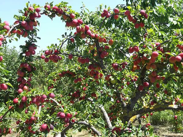 varietăți de prune pentru cabane de vară
