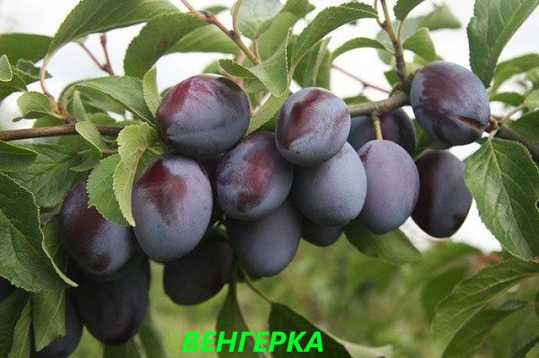 prune de maghiară