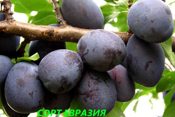 varietate de prune Eurasia