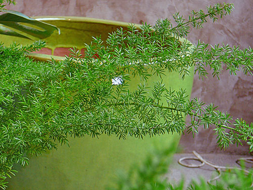 Pandangan asma asparagus hiasan-daun