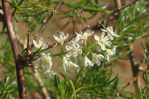 Witte aspergebloemen worden verzameld in een borstel en hebben een helder aroma