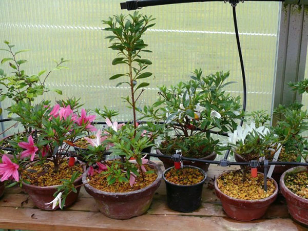 Om azalea te laten groeien, kiest u voor lage brede potten