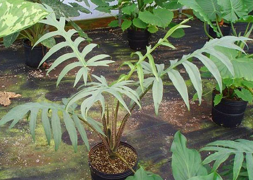 Alucasia brancifolia