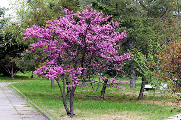 柔道树在公园