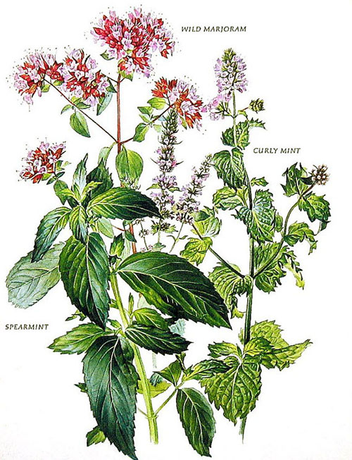 Plante Pentru Po﻿﻿﻿tența: Ceaiuri și Tratamente Naturiste De Virilitate