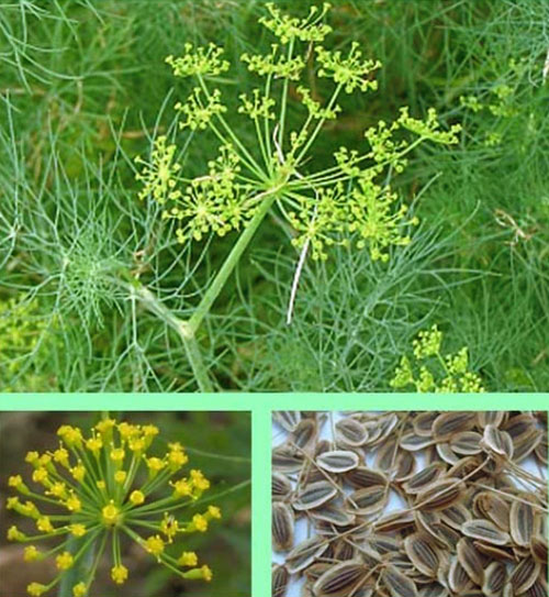 V semenách kôpru je mnoho mikroelementov a bioaktívnych látok