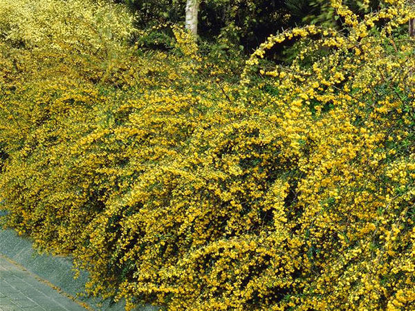 žutika angustifolia