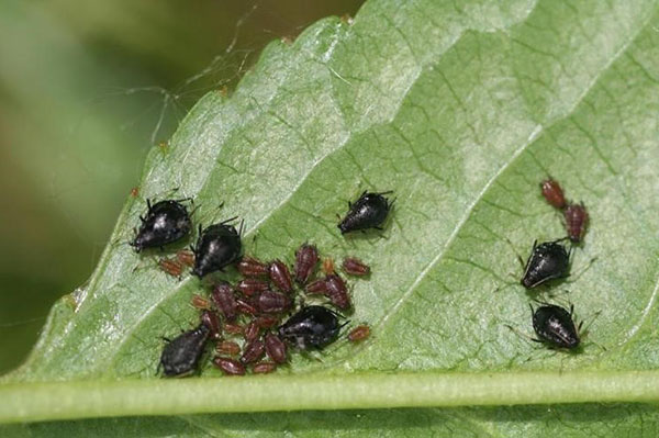Mengehadkan pergerakan semut, anda boleh mengurangkan bilangan aphids dengan ketara