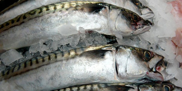 bevroren vis van goede kwaliteit