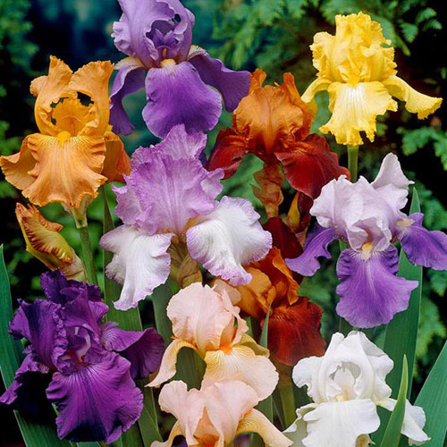 iris av forskjellige varianter