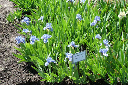 iris saffier edelsteen