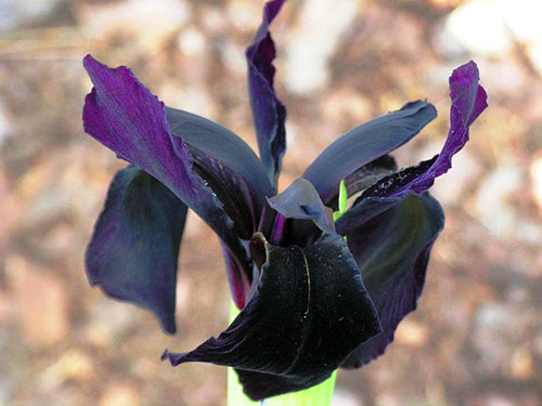 bentuk iris hitam