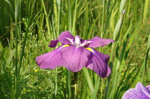 iris japansk altai