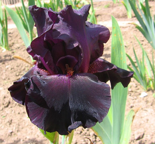 iris tilbake i svart