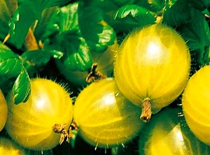 Gooseberries Rusia kuning