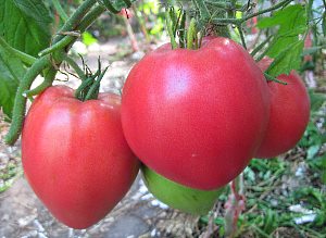 Tomatenras Zwaargewichten van Siberië - onvolgroeid