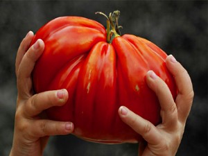 um tomate enorme